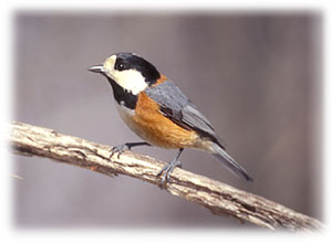 Varied Tit