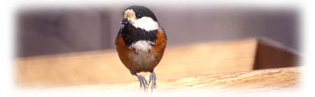 varied tit